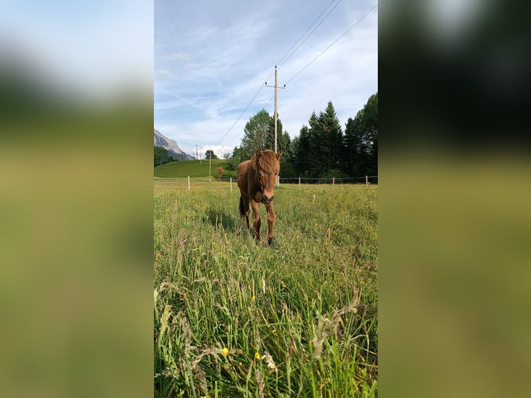 Islandpferd Stute 1 Jahr 145 cm Brauner in Kreublach