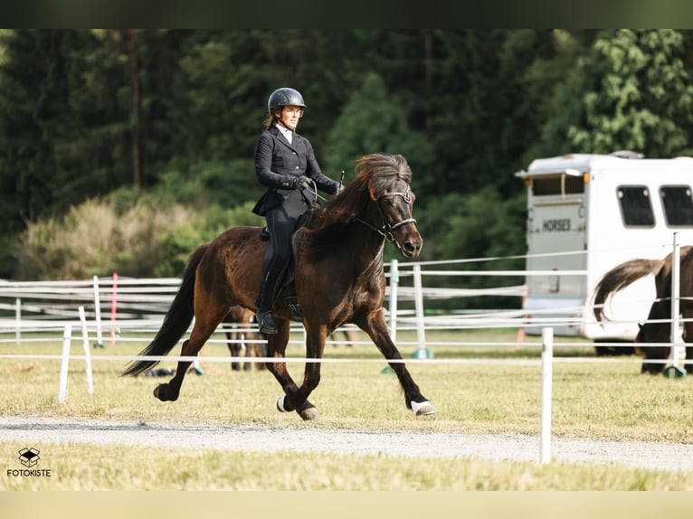 Islandpferd Stute 1 Jahr 145 cm Brauner in Kreublach