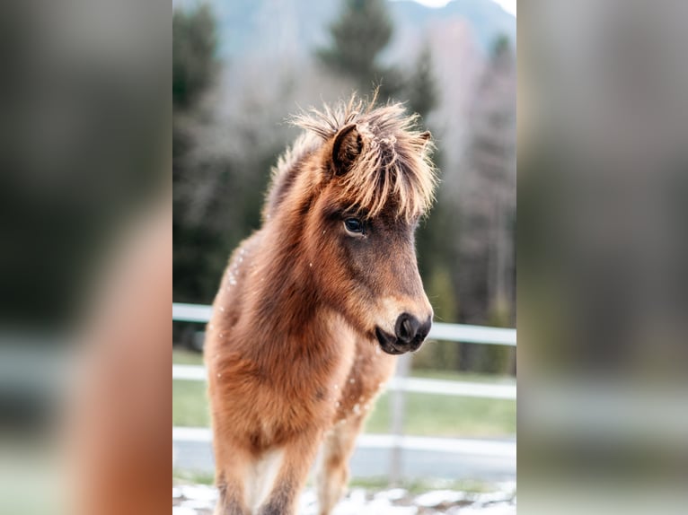 Islandpferd Stute 1 Jahr 145 cm Brauner in Kreublach