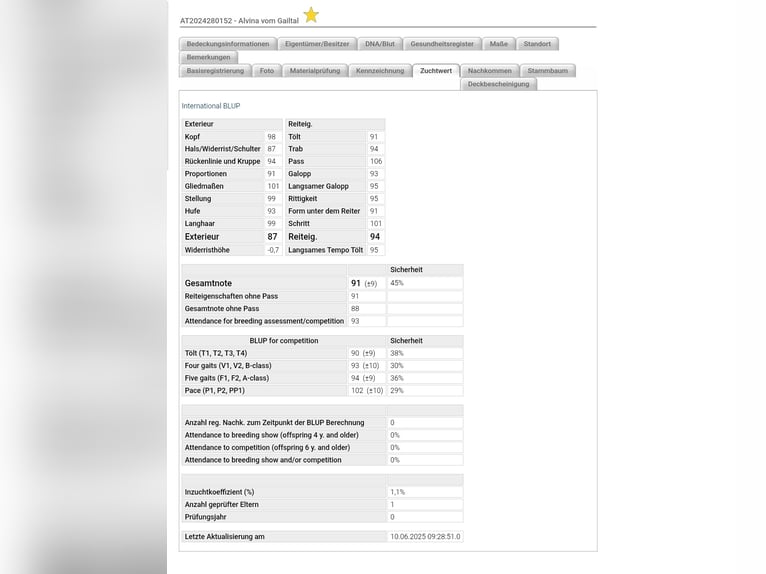 Islandpferd Stute 1 Jahr 145 cm Brauner in Kreublach