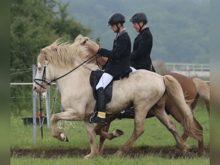 Islandpferd Stute 1 Jahr 145 cm  in Schmelz