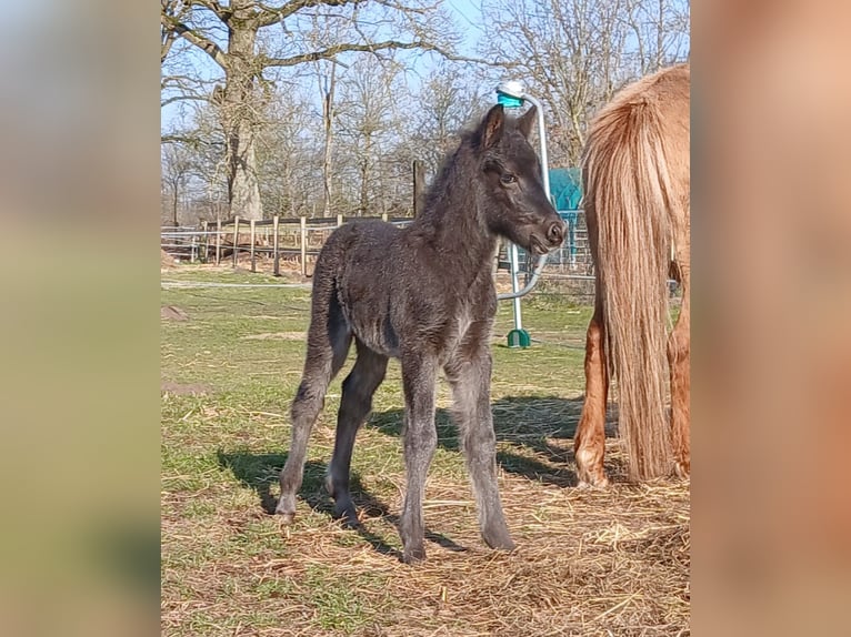 Islandpferd Stute 1 Jahr 145 cm Rappe in Wiemersdorf
