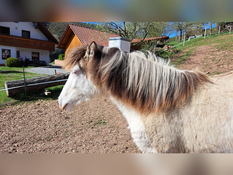 Islandpferd Stute 1 Jahr 145 cm Schecke in Oberzent