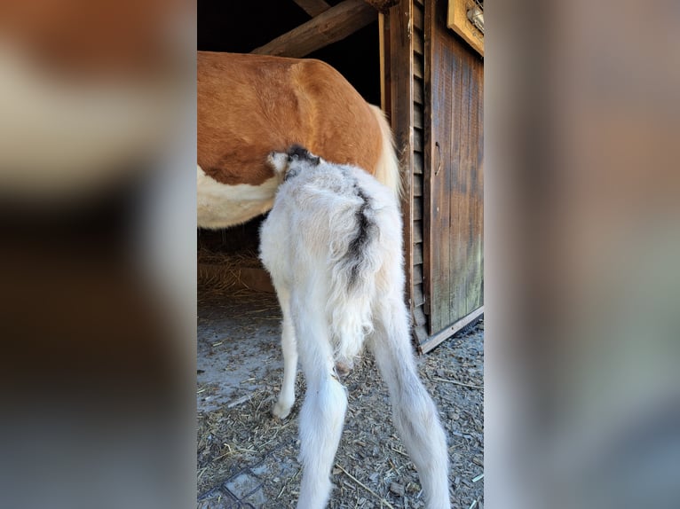 Islandpferd Stute 1 Jahr 145 cm Schecke in Oberzent