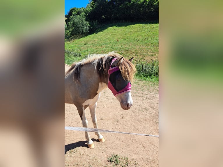 Islandpferd Stute 1 Jahr 145 cm Schecke in Oberzent