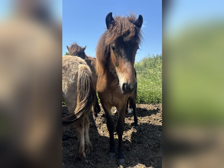 Islandpferd Stute 1 Jahr Brauner in Wadern