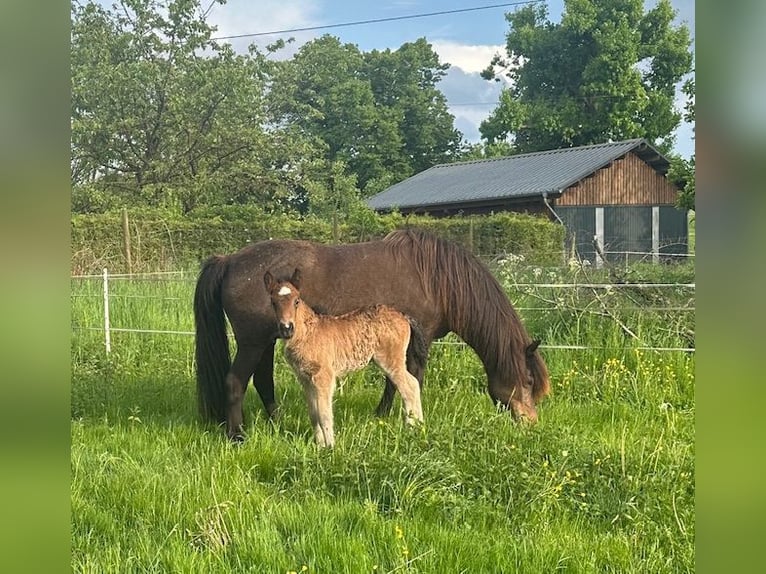 Islandpferd Stute 1 Jahr Brauner in Wadern