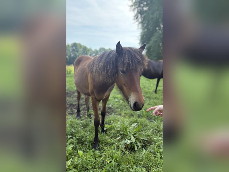 Islandpferd Stute 1 Jahr Brauner in Nuthe-Urstromtal