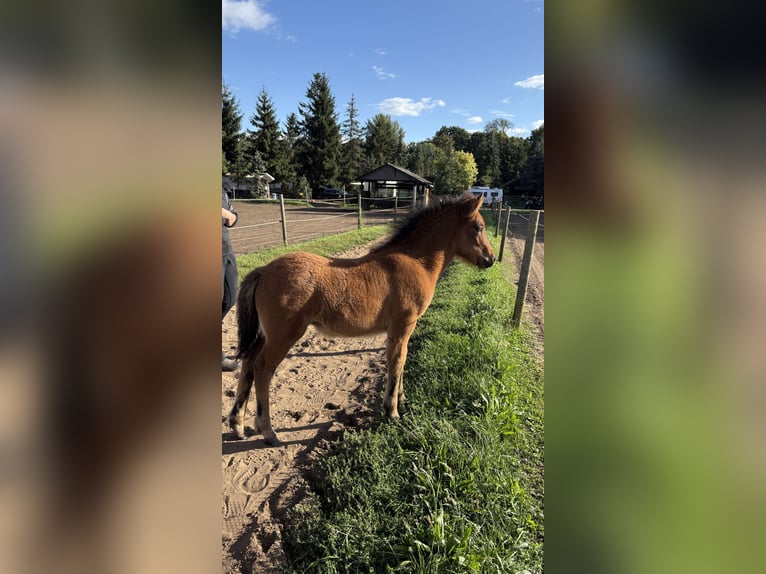 Islandpferd Stute 1 Jahr Brauner in Nuthe-Urstromtal