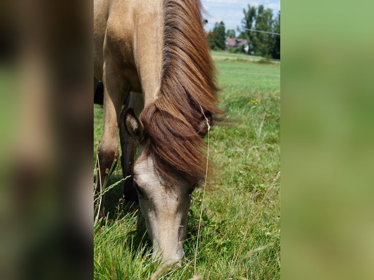 Islandpferd Stute 1 Jahr Buckskin in Polling