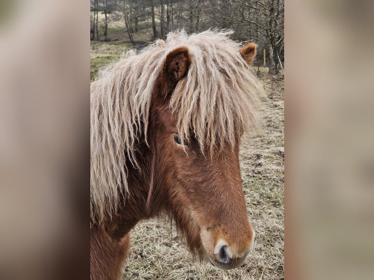 Islandpferd Stute 1 Jahr Fuchs in Mossautal