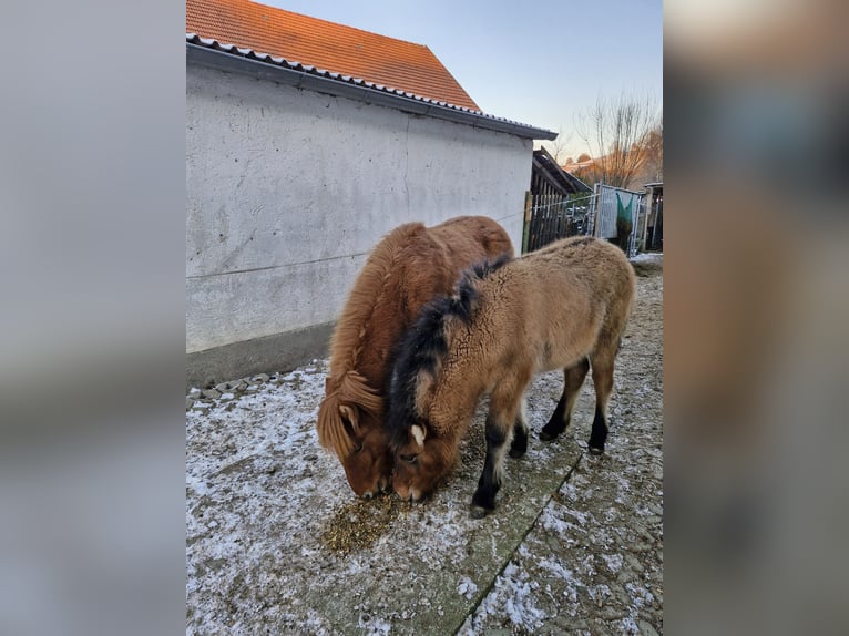 Islandpferd Stute 1 Jahr  in Markt Wald