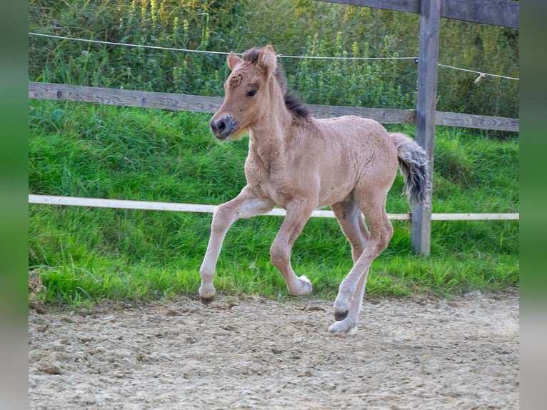 Islandpferd Stute 1 Jahr  in Markt Wald