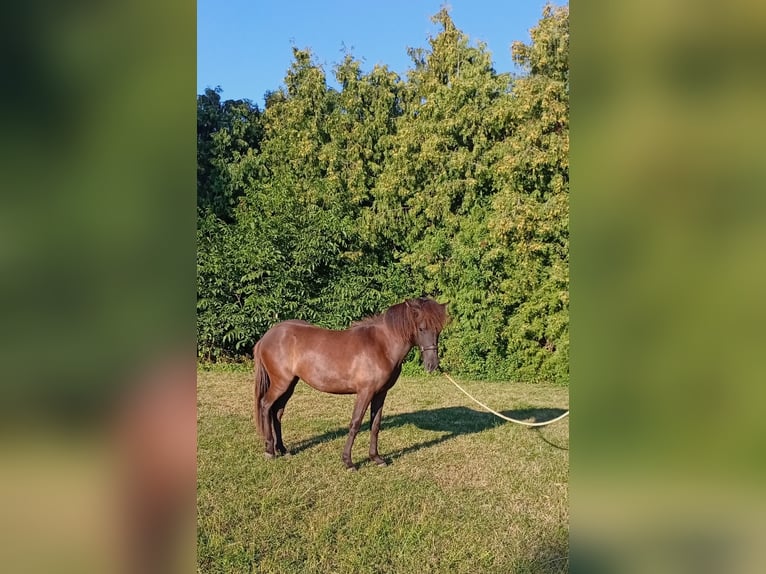 Islandpferd Stute 1 Jahr Rappe in Wang