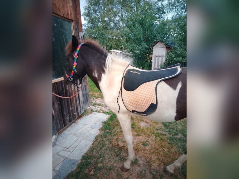 Islandpferd Stute 1 Jahr Schecke in Neuschönau