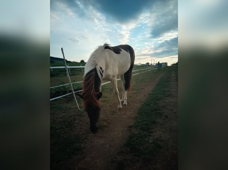 Islandpferd Stute 1 Jahr Schecke in Neuschönau