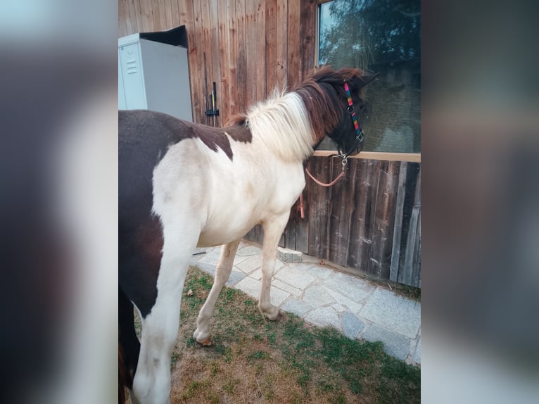 Islandpferd Stute 1 Jahr Schecke in Neuschönau