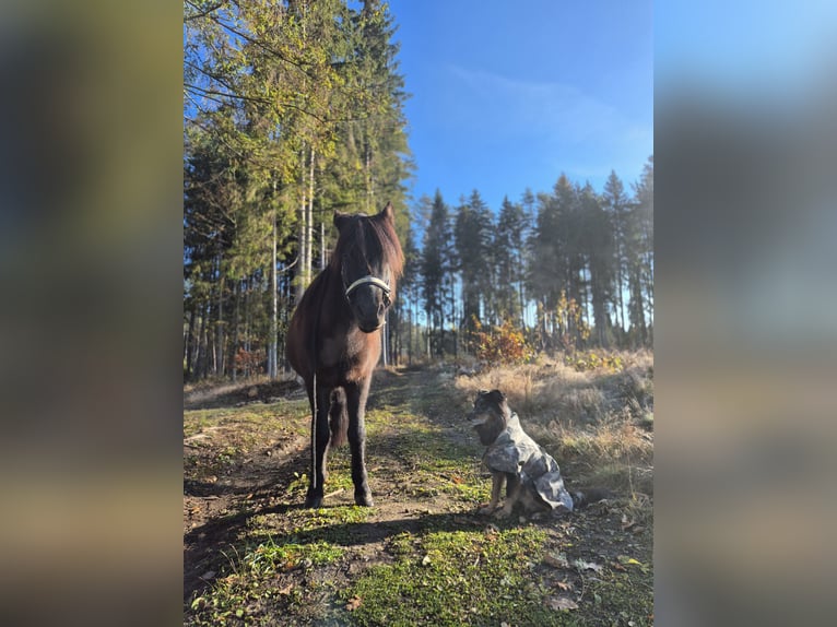 Islandpferd Stute 20 Jahre 138 cm Rappe in Feldkirchen