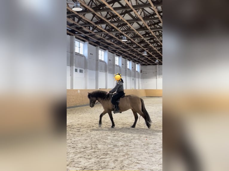 Islandpferd Stute 20 Jahre 140 cm Falbe in Beelitz