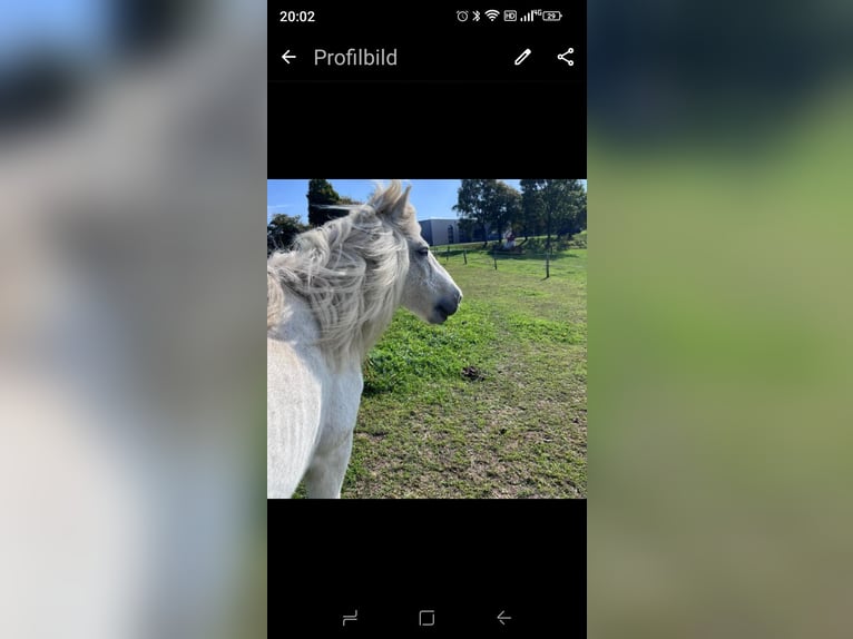 Islandpferd Stute 20 Jahre 140 cm White in Reichshof