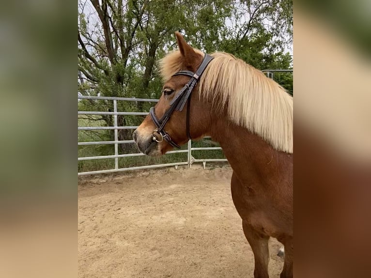 Islandpferd Stute 21 Jahre 135 cm Fuchs in Pirna