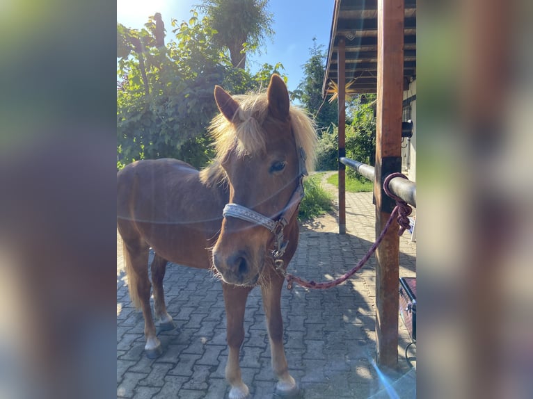 Islandpferd Stute 21 Jahre 135 cm Fuchs in Pirna