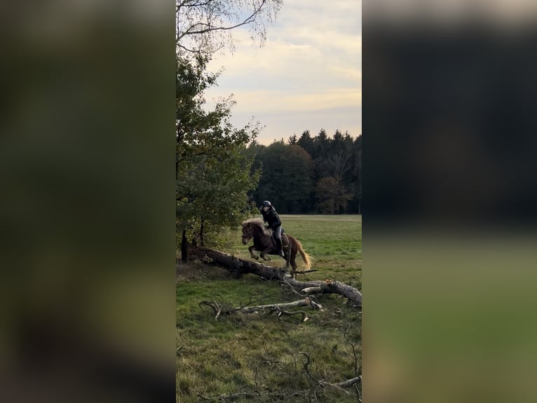 Islandpferd Stute 21 Jahre 135 cm Fuchs in Pirna