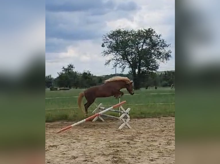 Islandpferd Stute 21 Jahre 135 cm Fuchs in Pirna