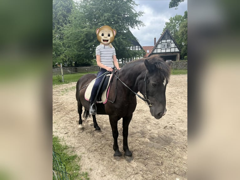 Islandpferd Mix Stute 21 Jahre 140 cm Rappe in Melle