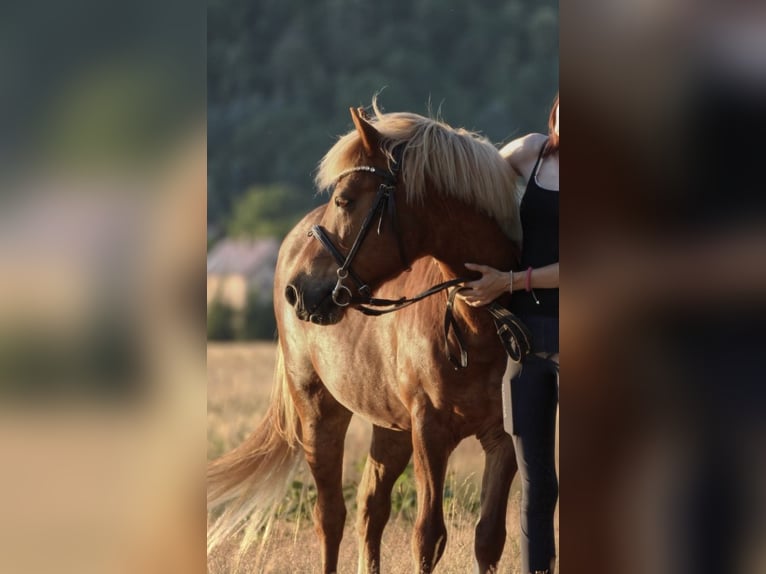 Islandpferd Stute 22 Jahre 135 cm Fuchs in DresdenDresden
