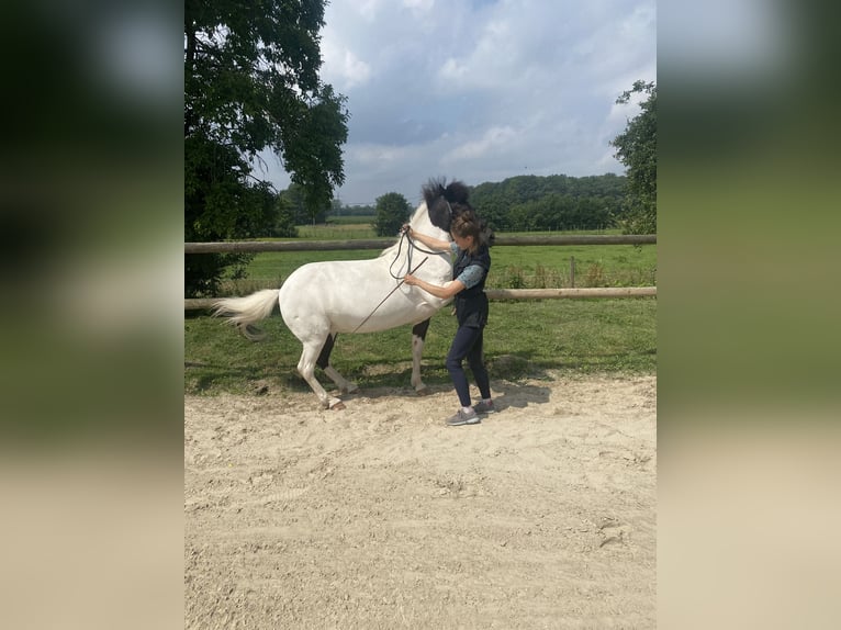 Islandpferd Stute 22 Jahre 136 cm Schecke in Bremen