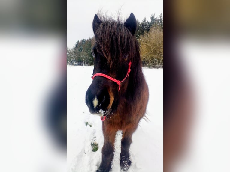 Islandpferd Stute 22 Jahre 140 cm Brauner in Quierschied