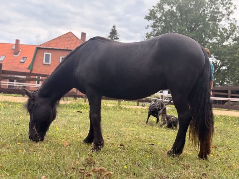 Islandpferd Stute 22 Jahre 140 cm Rappe in Borstel