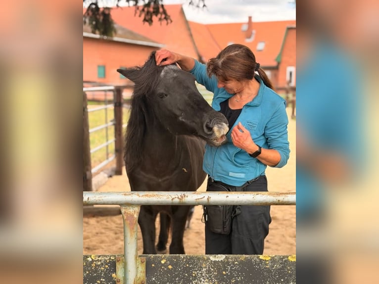Islandpferd Stute 22 Jahre 140 cm Rappe in Borstel