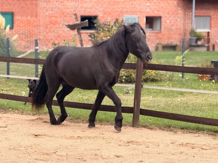 Islandpferd Stute 22 Jahre 140 cm Rappe in Borstel