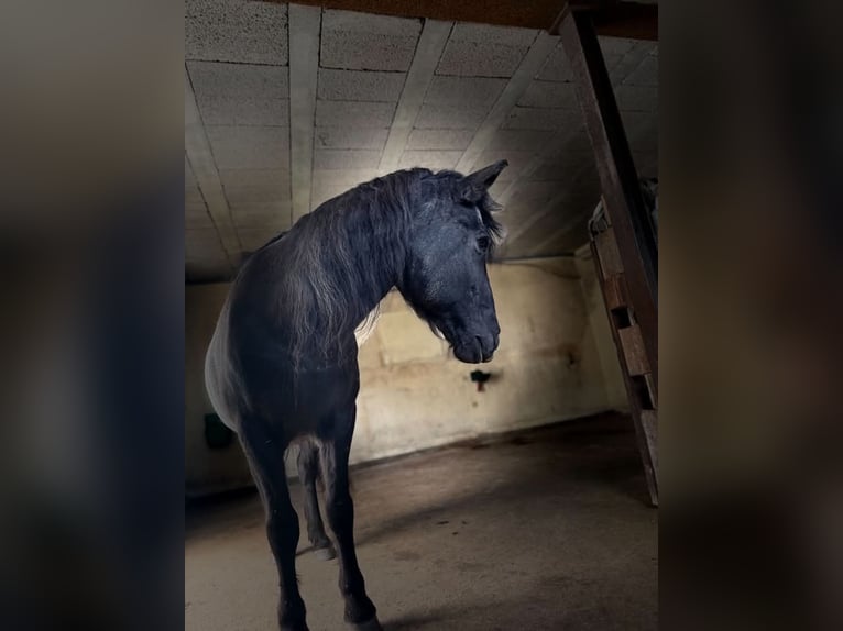 Islandpferd Stute 22 Jahre 140 cm Rappe in Borstel