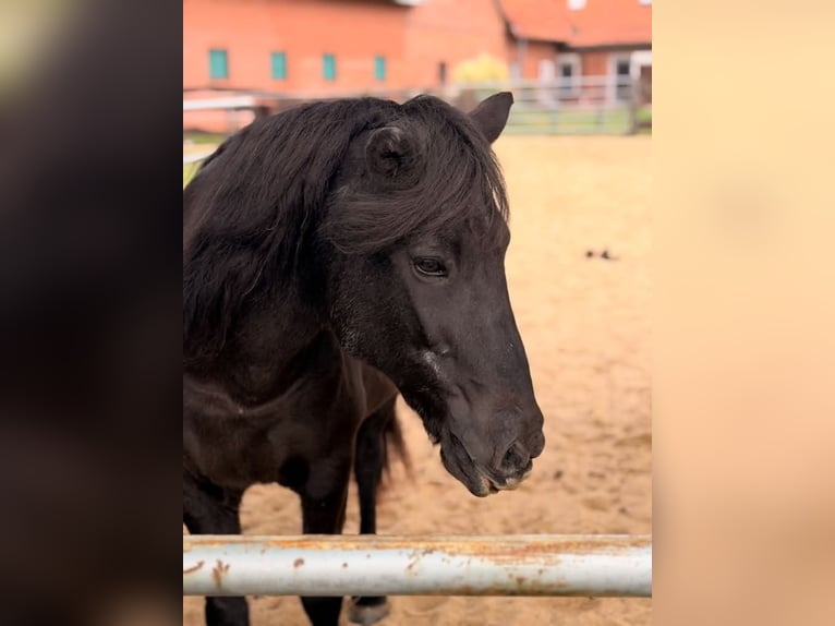 Islandpferd Stute 22 Jahre 140 cm Rappe in Borstel