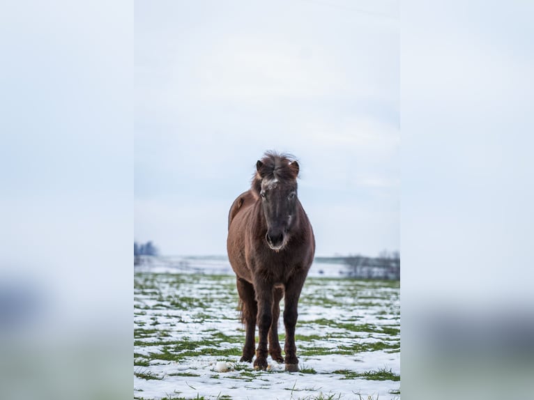 Islandpferd Stute 24 Jahre 134 cm Rappe in Maselheim