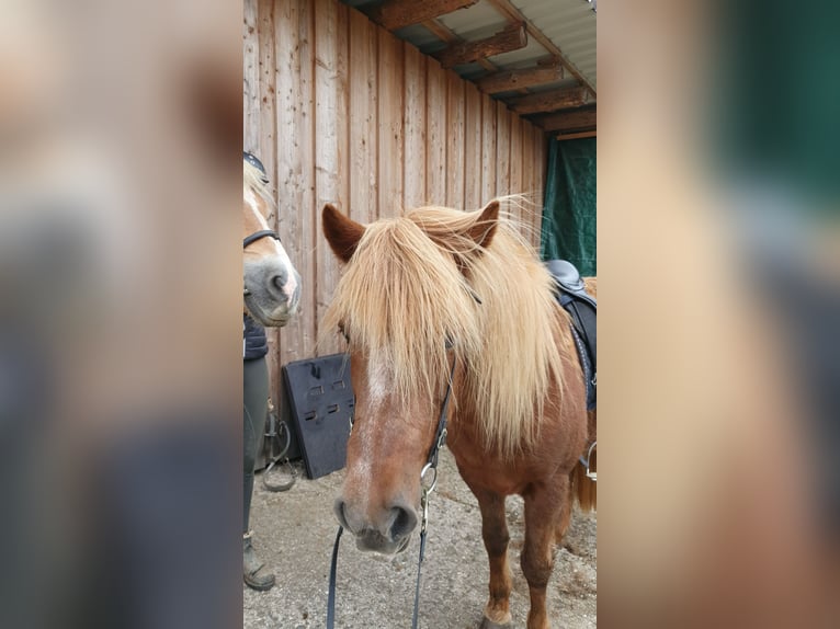 Islandpferd Stute 24 Jahre 135 cm Fuchs in Wenden