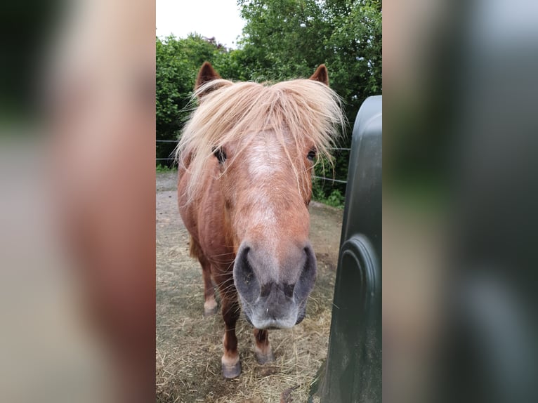 Islandpferd Stute 24 Jahre 135 cm Fuchs in Wenden