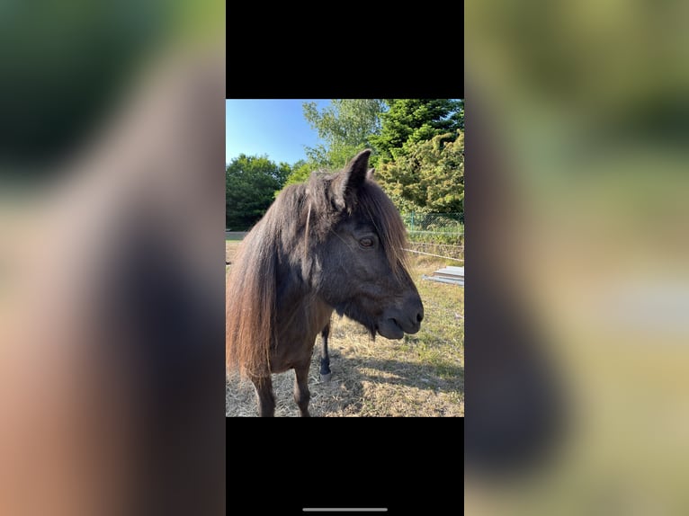 Islandpferd Stute 25 Jahre 135 cm Rappe in Buchholz in der Nordheide