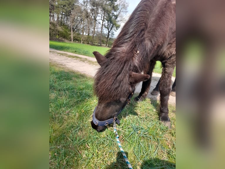 Islandpferd Stute 25 Jahre 138 cm Rappe in Wedemark