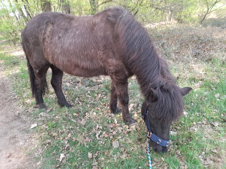 Islandpferd Stute 25 Jahre 138 cm Rappe in Wedemark