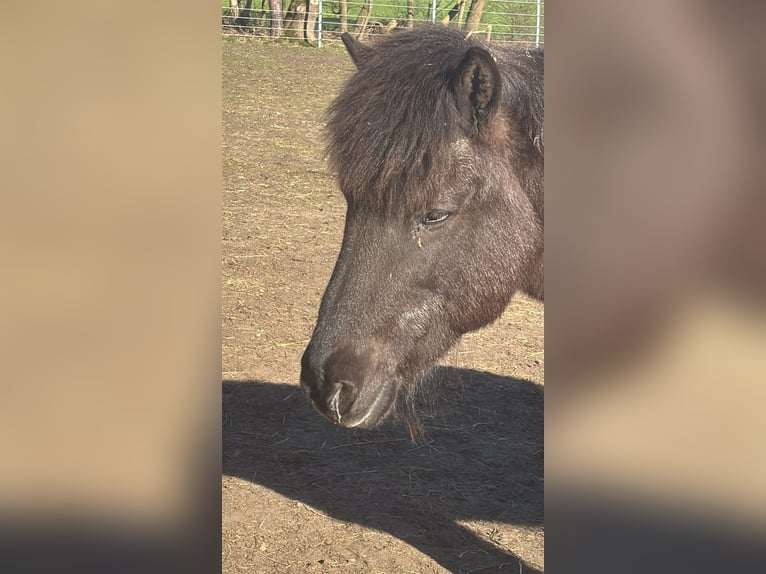 Islandpferd Stute 25 Jahre 138 cm Rappe in Wedemark