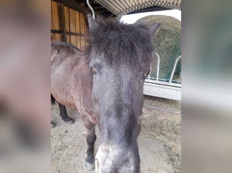 Islandpferd Stute 25 Jahre 138 cm Rappe in Wedemark