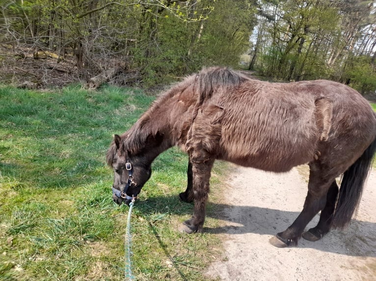 Islandpferd Stute 25 Jahre 138 cm Rappe in Wedemark