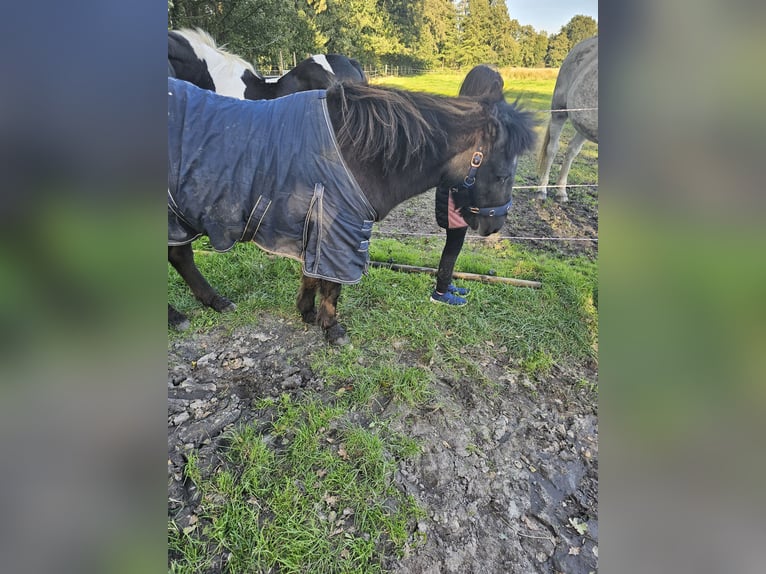 Islandpferd Stute 25 Jahre 138 cm Rappe in Wedemark