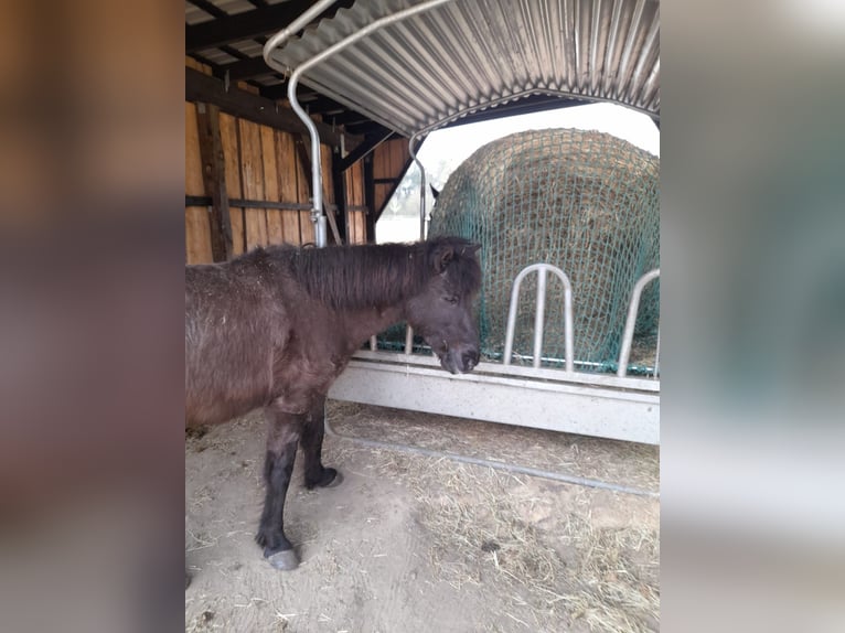 Islandpferd Stute 25 Jahre 138 cm Rappe in Wedemark