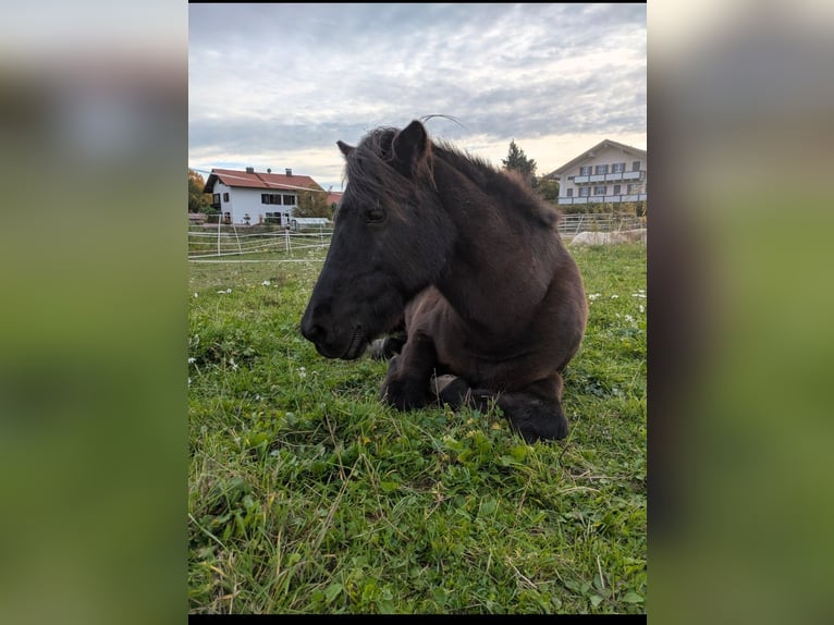 Islandpferd Stute 25 Jahre 140 cm Schwarzbrauner in Bad Endorf
