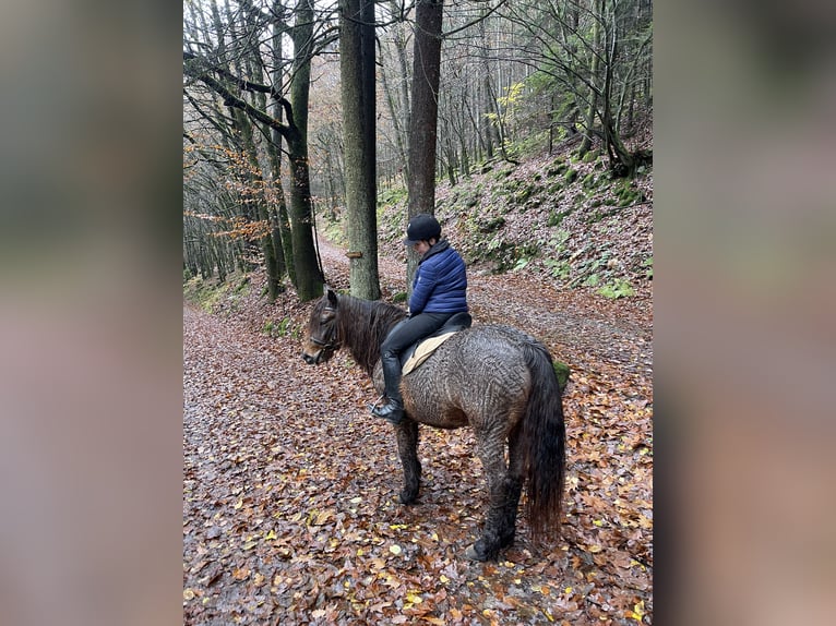 Islandpferd Mix Stute 25 Jahre 145 cm Brauner in Dallgow-D&#xF6;beritz
